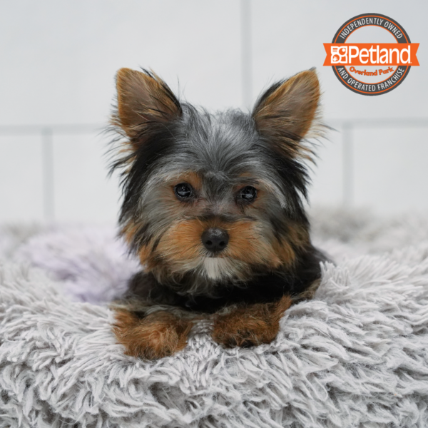 [#262453-01] Black & Tan M Yorkshire Terrier Puppies for Sale