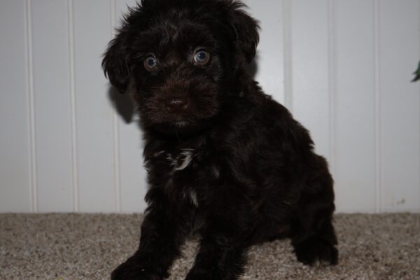 [#262350-03] Chocolate F Mini Schnauzer Puppies for Sale
