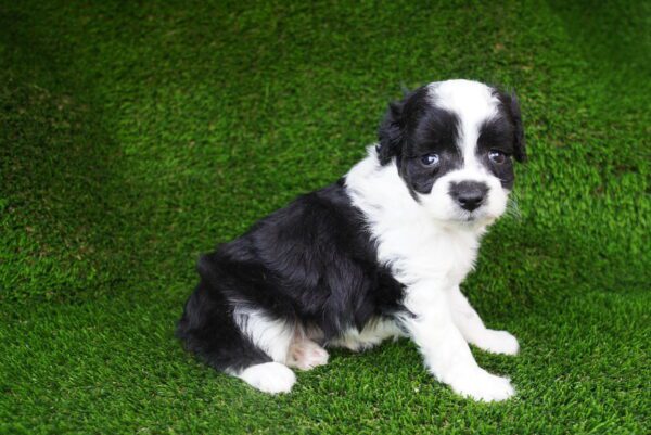 [#262475-05] Black & White F Mini Aussiedoodle Puppies for Sale