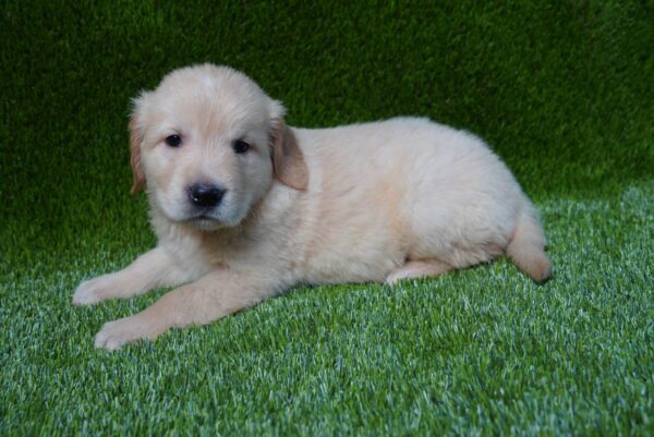 [#262596-03] Apricot M Golden Retriever Puppies for Sale