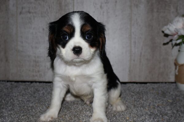 [#262552-01] Tricolor M Cavalier King Charles Puppies for Sale