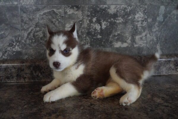 [#262417-07] Red & White F Siberian Husky Puppies for Sale