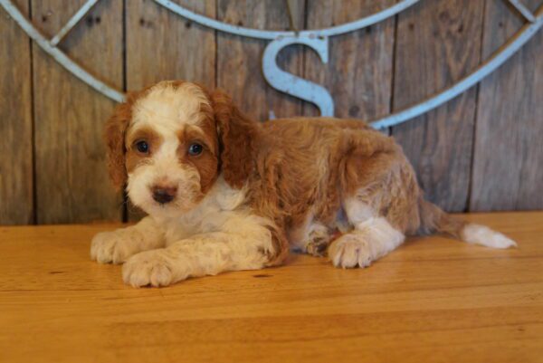 [#262605-03] Tan & White M Mini Bernedoodle 2nd Gen Puppies for Sale