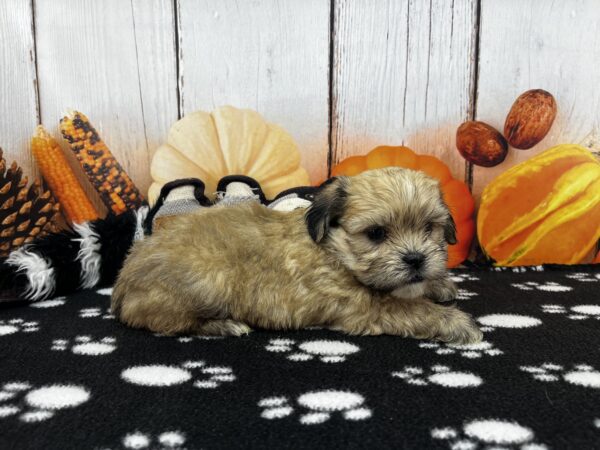 [#262473-03] Sable M Teddy Bear Puppies for Sale