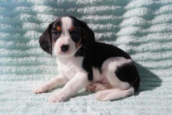 [#262606-01] Tricolor M Beaglier Puppies for Sale