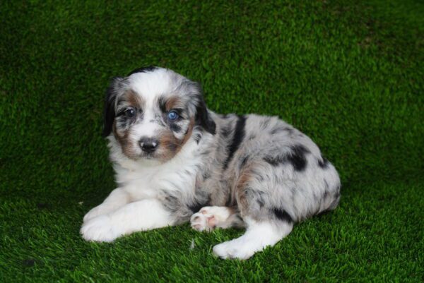 [#262402-01] Chocolate White & Tan M Mini Aussiedoodle Puppies for Sale