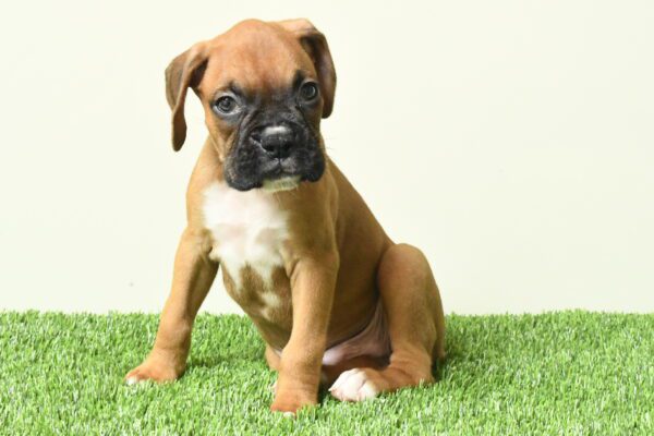 [#262310-05] Fawn M Boxer Puppies for Sale