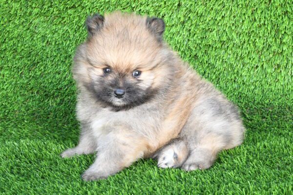 [#262452-03] Wolf Sable M Pomeranian Puppies for Sale