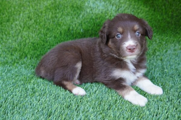 [#262576-04] Red & White F Australian Shepherd Puppies for Sale