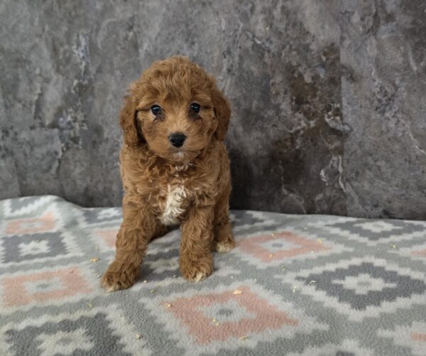 [#262416-04] Red F Cavapoo 2nd Gen Puppies for Sale