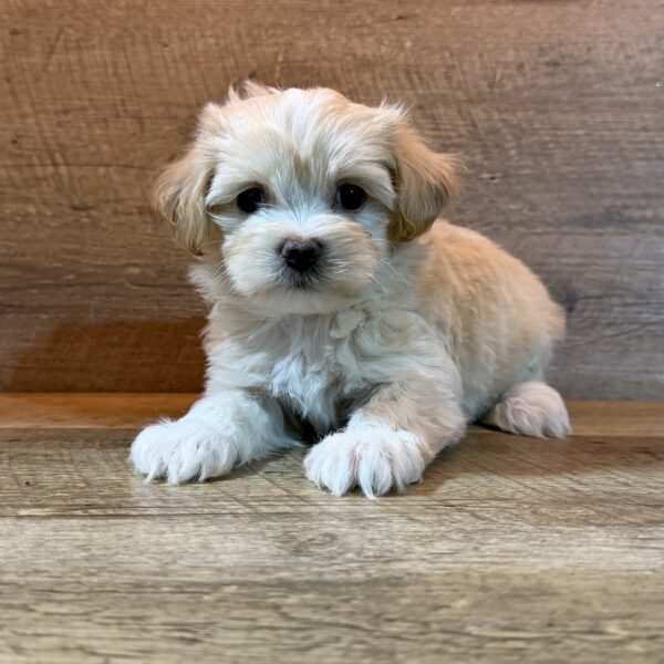[#262547-03] Cream M Maltipoo Puppies for Sale