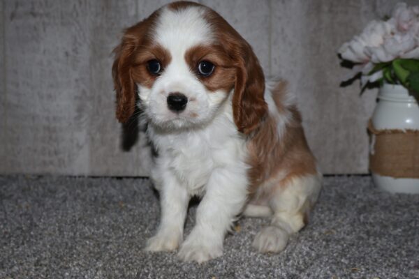 [#262504-01] Blenheim M Cavalier King Charles Puppies for Sale