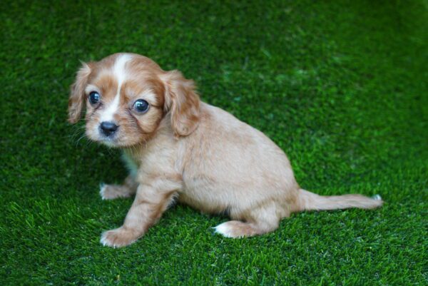 [#262440-03] Ruby M Cavalier King Charles Puppies for Sale