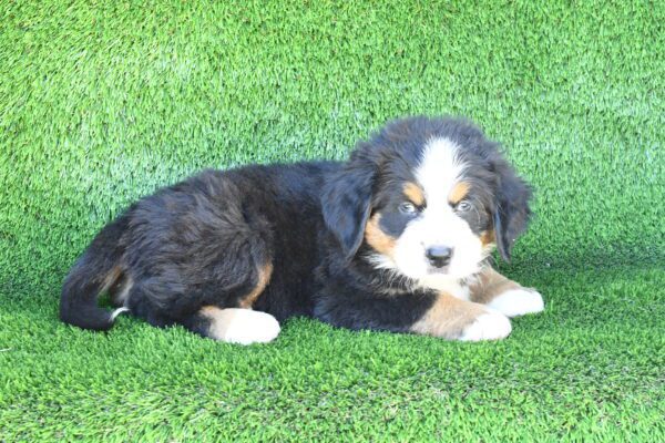 [#262461-01] Black Rust & White M Bernese Mountain Dog Puppies for Sale