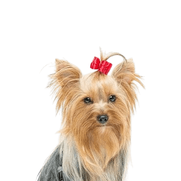 Yorkshire-Terrier