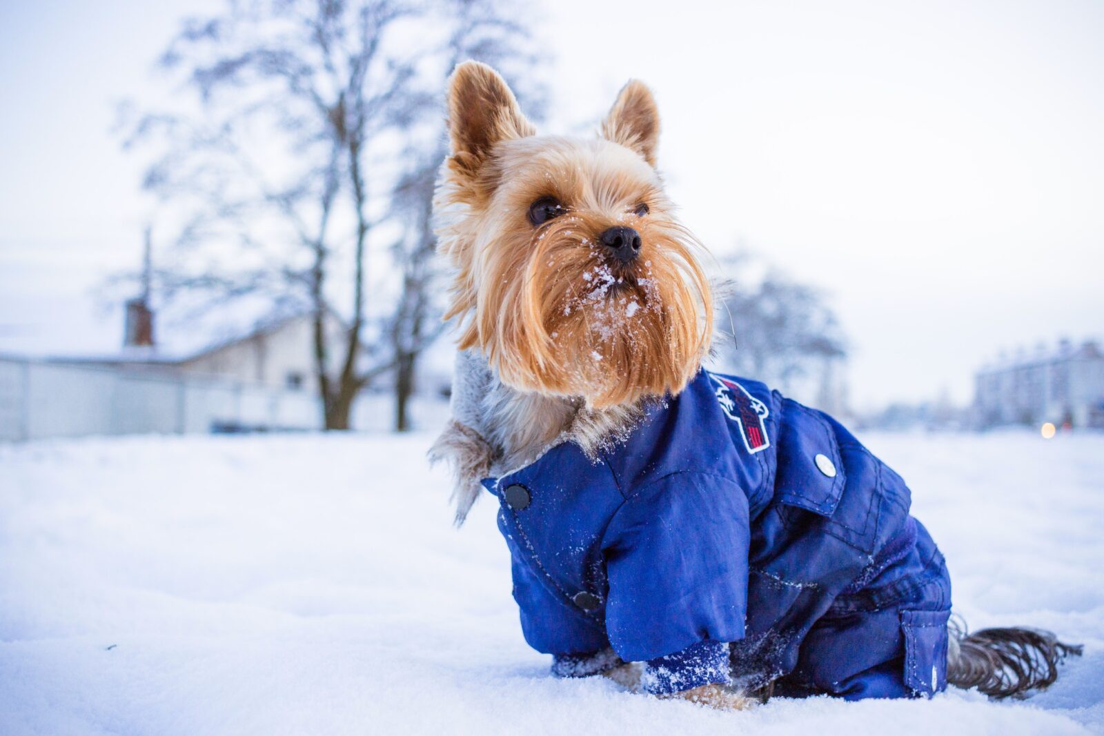 Winter Gear for Puppies: Coats, Boots and Paw Protection